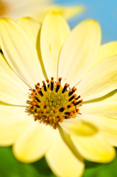 sunny summer daisy flower: Gerbera macro
