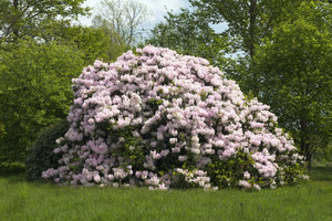 Rhododendron shrub