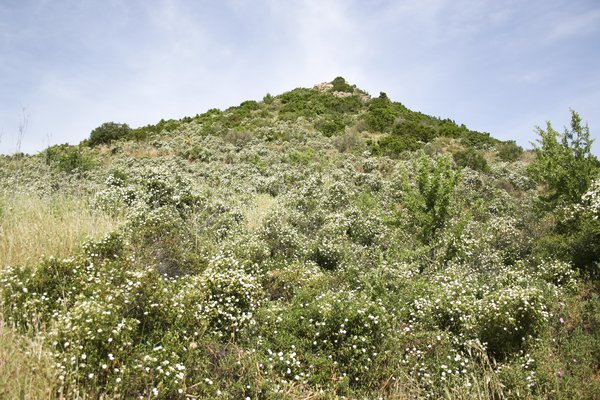 Wild flower hillside