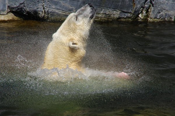 Polar Bear in water