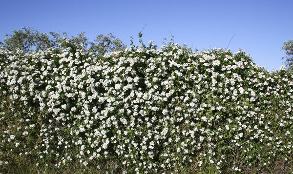 White rose hedge: Wild white roses in southern Sardinia.