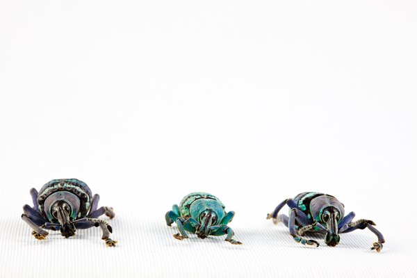 Eupholus Beetle Trio