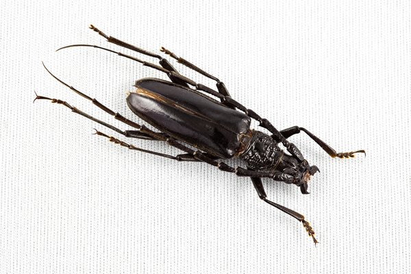 Cerambycidae Beetle