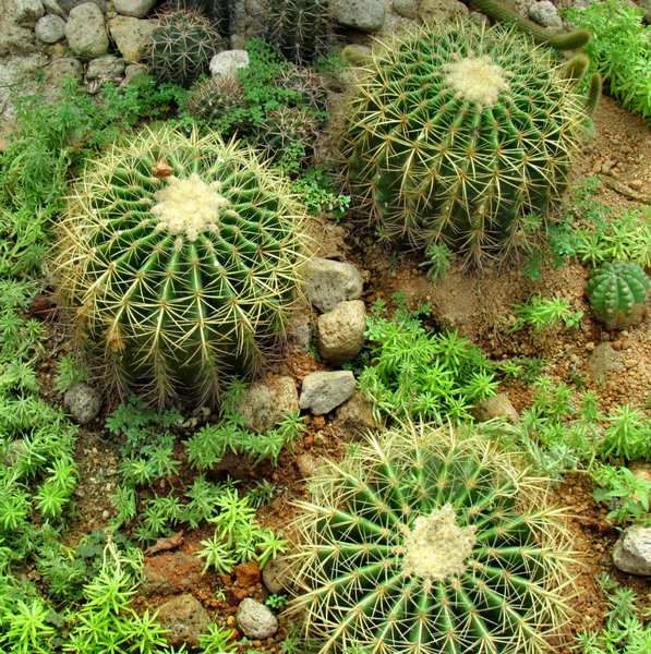 cactus garden2