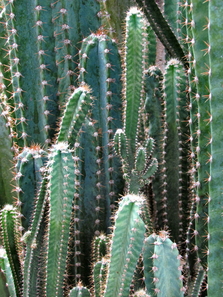 cactus garden3