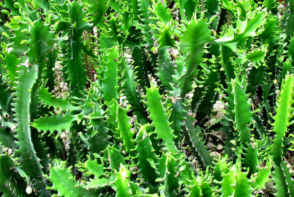 cactus garden14