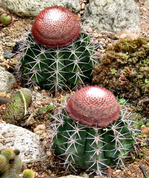 cactus garden17