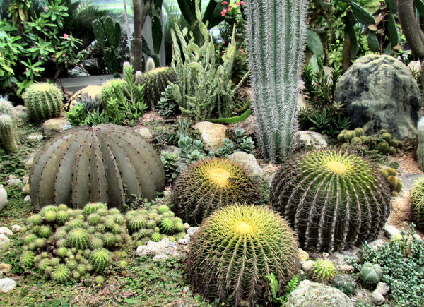 cactus garden16