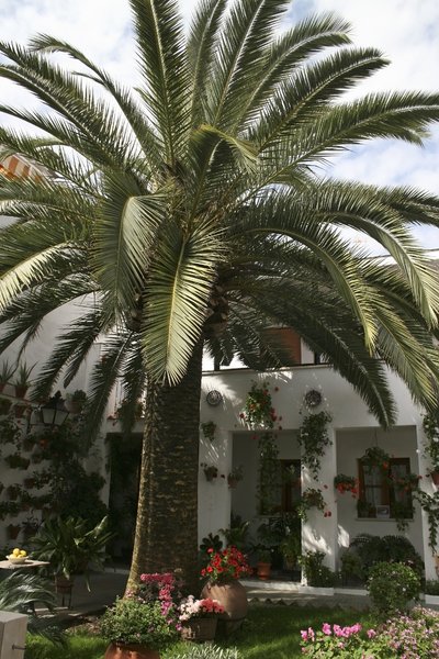 Courtyard with palm tree