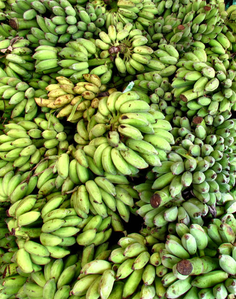 banana abundance1