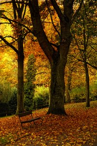 Brillantes árboles de colores del otoño