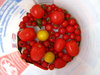 seau à tomates ( 3 )