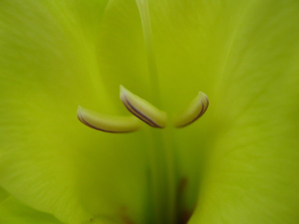 gladiolus (3)