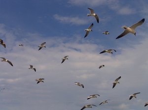 Wings on the wind: Sea birds soaring on the wind along the shoreline of the Atlantic Ocean in search for schools of fish.