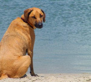 Hound Dog at the beach