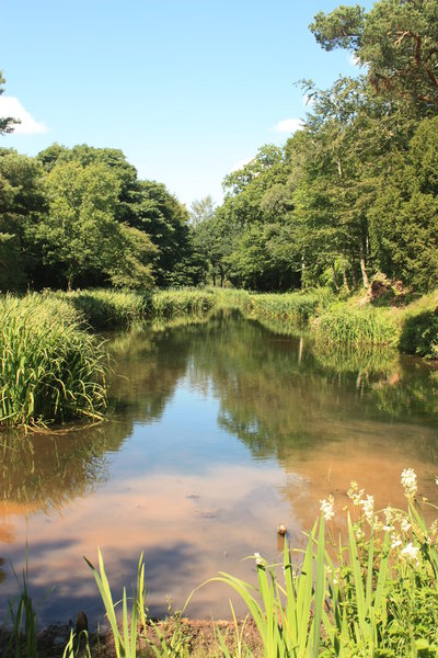 Reed edged pond