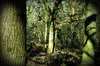 Wald in den Niederlanden