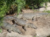 crocodilos aquecendo no sol
