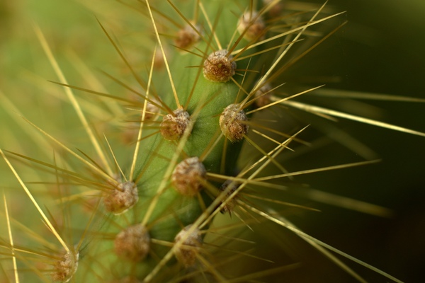Texture - Cactus needles