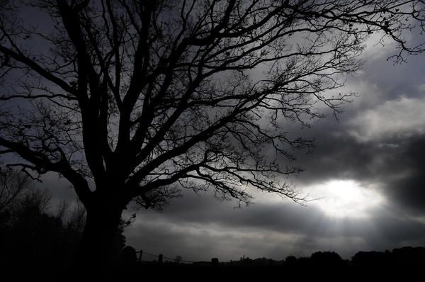 tree: dark landscape with tree in the winter