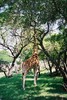 Giraffe eet blad