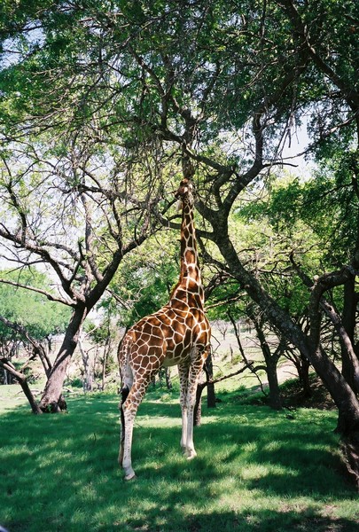Giraffe eating leaf