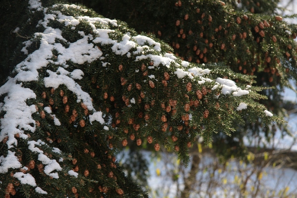 Pine cone tree in winter