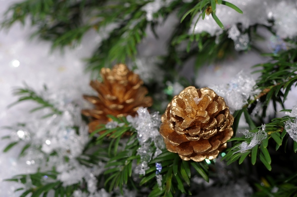 Golden winter: Goldens pine cones on the tree