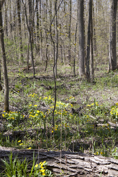 Marshy Woods