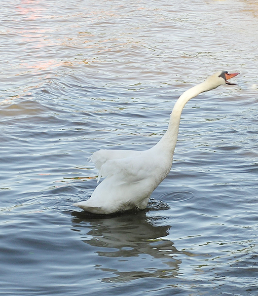 A swan attack