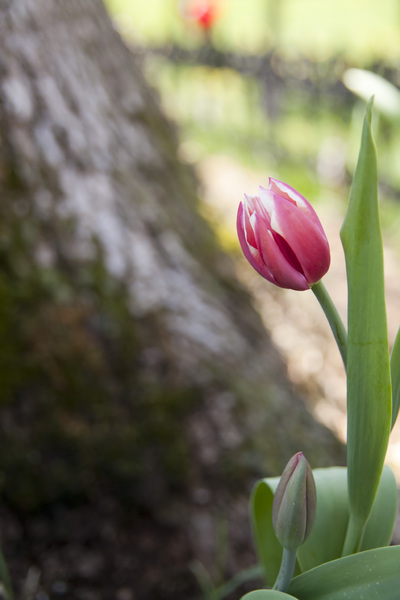 Leaning Tulip