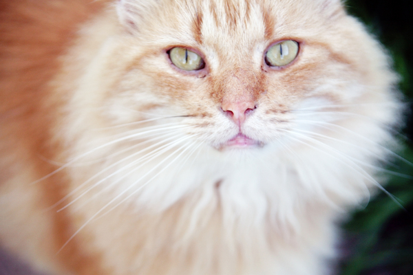 Fluffy Orange Cat