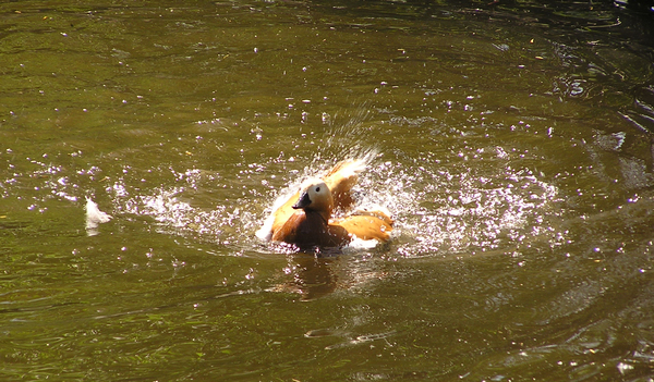 Bathing duck