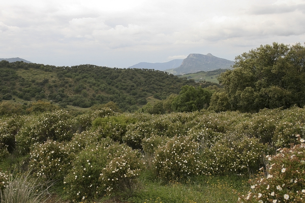 Cistus flower landscape