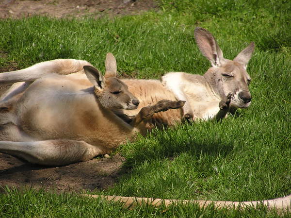 Kangaroo with a young one