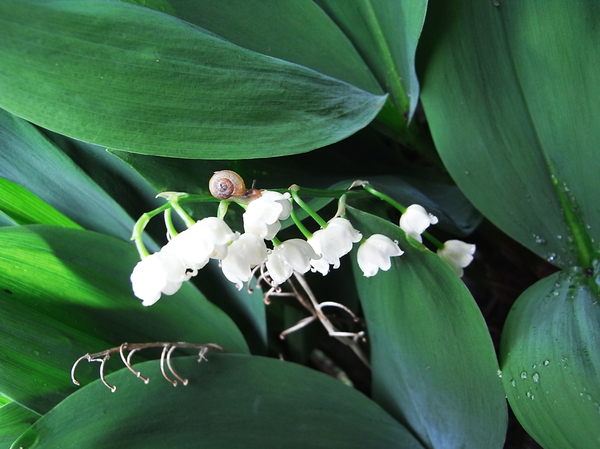snail on lily of the valley