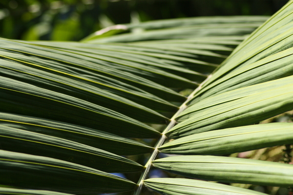 Palm Leaf Patterns