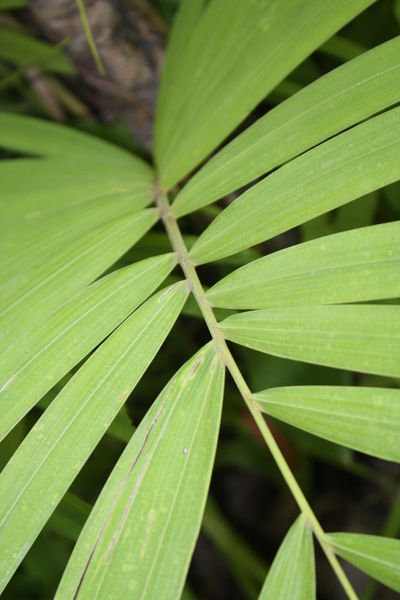 Palm Leaf Patterns