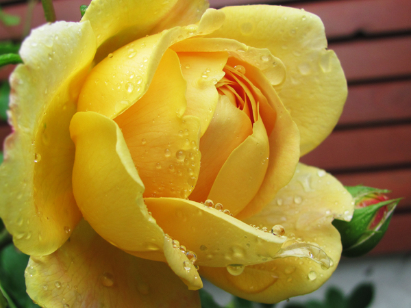 yellow rose with dew: yellow rose bloom close-up with dew drops