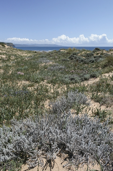 Sand dune flora