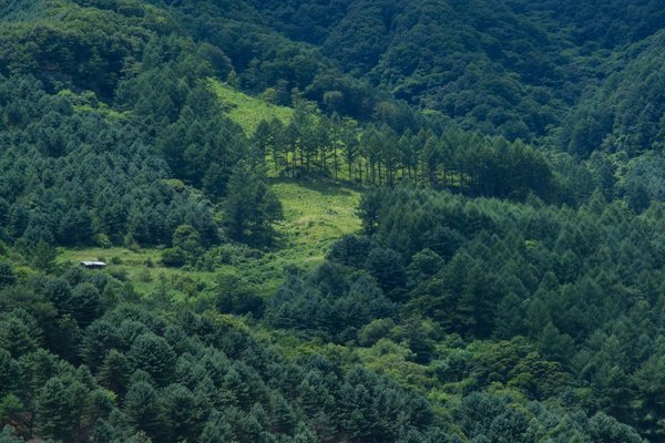 house in forest