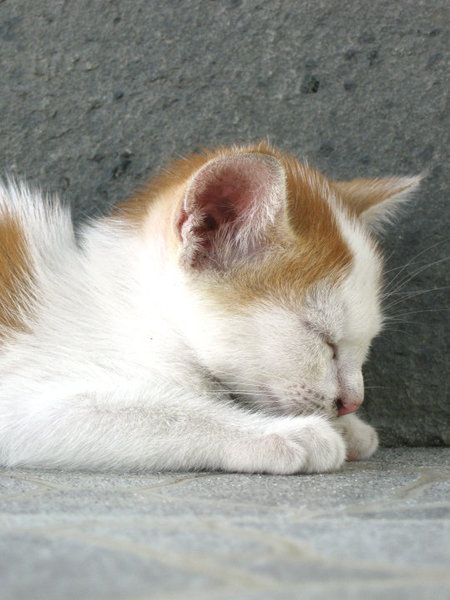 Sleeping Kitty