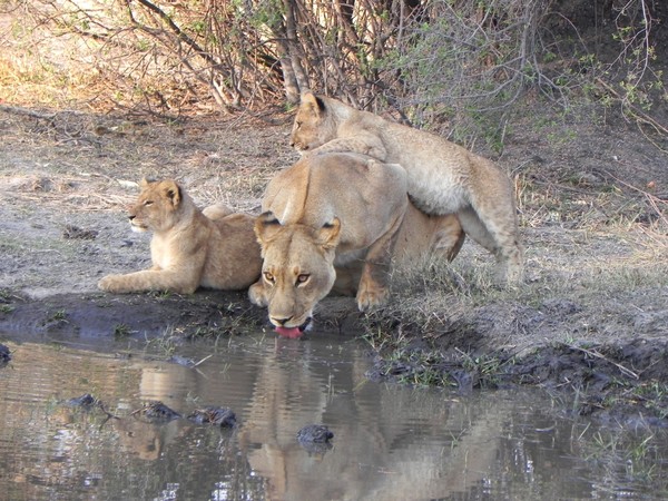 lions in botswana