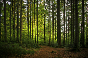 natural Bavarian forest