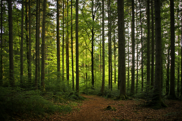 natural Bavarian forest: lovely light & fresh spring green