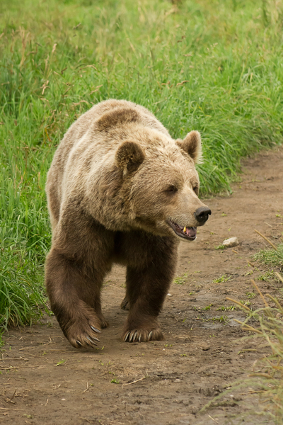 Brown Bear, europeo: 