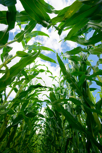 Corn Field - inside