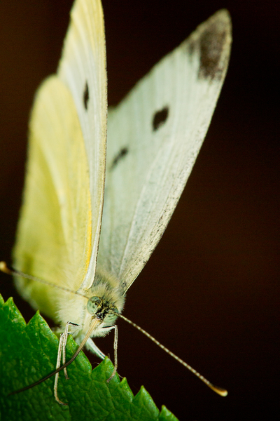 Yellow & White Butterfly