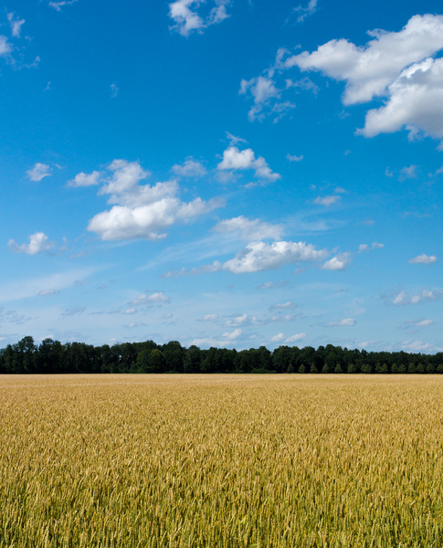 Wheat Field and blue Sky