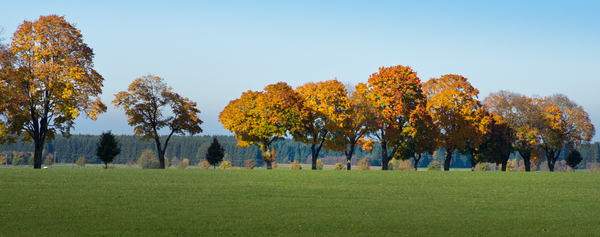 Maple Trees along a Country Ro